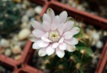 Indoor Plants: Some Options to Win the Stare indoor plants in Sydney