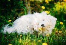 Some Simple Home Remedies for Dogs Home Remedies for Dogs
