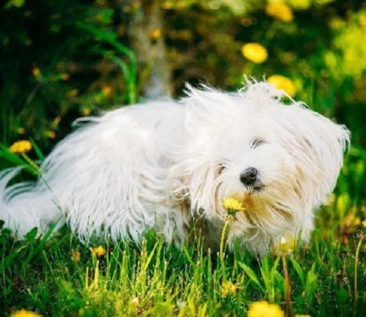 Some Simple Home Remedies for Dogs Home Remedies for Dogs