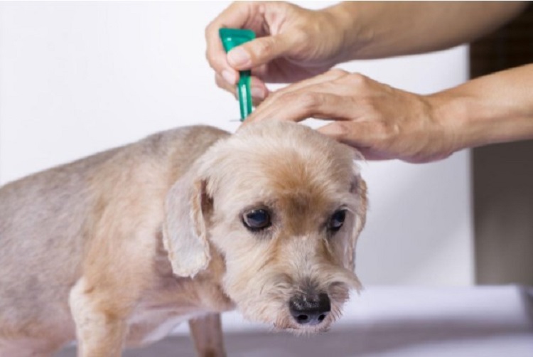 Some Simple Home Remedies for Dogs