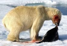Do Polar Bears Eat Penguins?