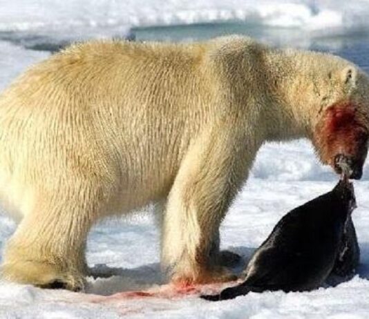 Do Polar Bears Eat Penguins?