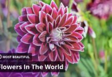 Top 10 Prettiest Flowers in the World Top 10 Prettiest Flowers