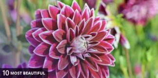 Top 10 Prettiest Flowers in the World Top 10 Prettiest Flowers