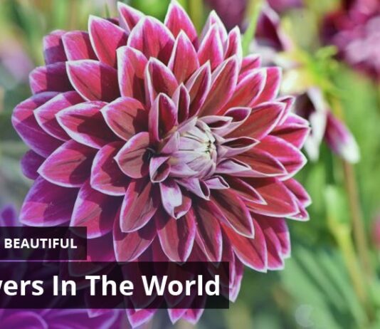 Top 10 Prettiest Flowers in the World Top 10 Prettiest Flowers