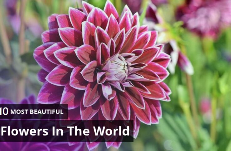 Top 10 Prettiest Flowers