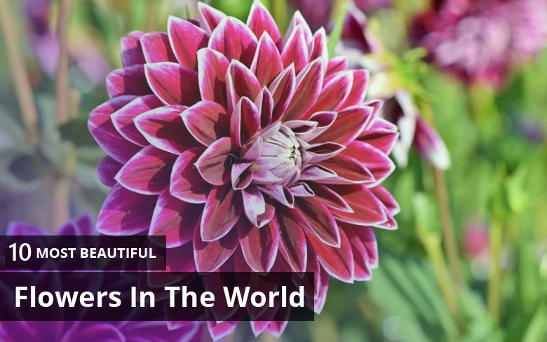 Top 10 Prettiest Flowers