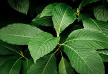 A Day in the Life: Kratom Routines Explored A Day in the Life Kratom Routines Explored