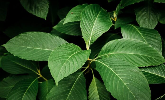 A Day in the Life Kratom Routines Explored