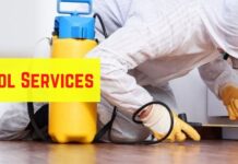 Pest Control Services: Your Defense Against Unwanted Intruders