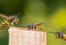 Yellow Jackets in Your Garden? Here’s What to Do Yellow Jackets in Your Garden? Here's What to Do