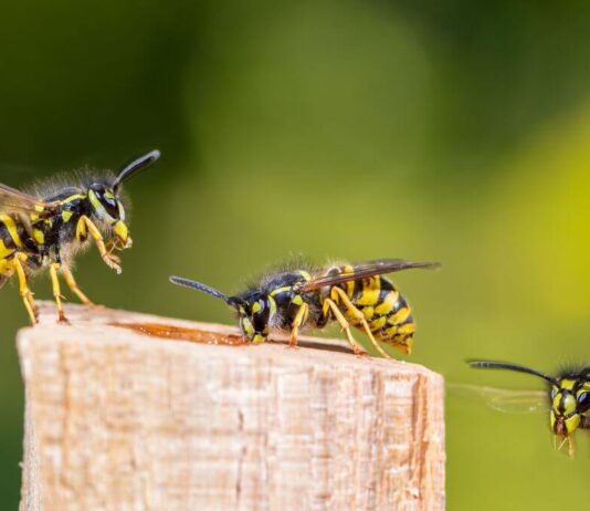 Yellow Jackets in Your Garden? Here’s What to Do Yellow Jackets in Your Garden? Here's What to Do