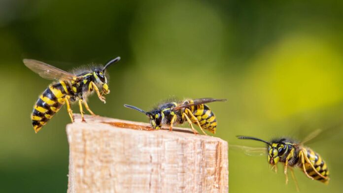 Yellow Jackets in Your Garden? Here's What to Do