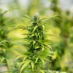 How THC Can Help in Stress and Anxiety Relief?