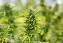 How THC Can Help in Stress and Anxiety Relief? How THC Can Help in Stress and Anxiety Relief?