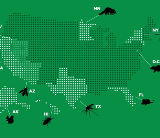 The Top Pests In The US That Can Really Make Your Home & Business Life Hell The Top Pests In The US That Can Really Make Your Home & Business Life Hell