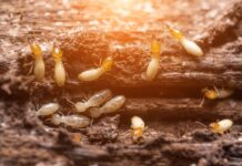 Termites Beware: Ultimate Guide to Choosing the Right Exterminator Termites Beware Ultimate Guide to Choosing the Right Exterminator