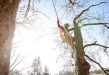 Career Opportunities As An Arborist Career Opportunities As An Arborist