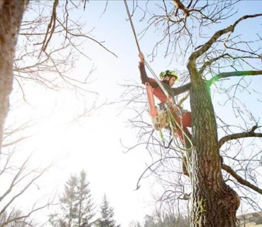 Career Opportunities As An Arborist Career Opportunities As An Arborist