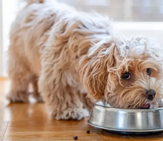 How a Dog Food Subscription for Your Animal Could Save You Money In The Long Run How a Dog Food Subscription for Your Animal Could Save You Money In The Long Run