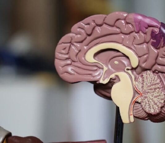 What is White Matter & How it Affects the Brain What is White Matter