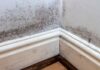 Why Small Black Dots Keep Appearing Along Your Skirting Boards